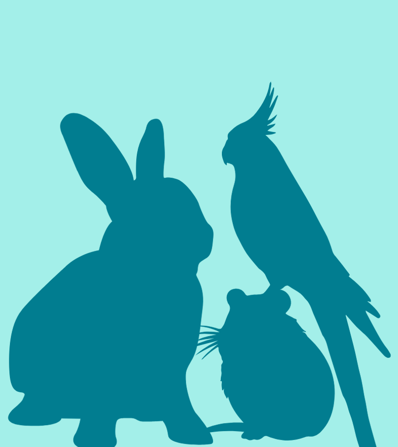 lost Racing Homing Pigeons named Homing Pigeons