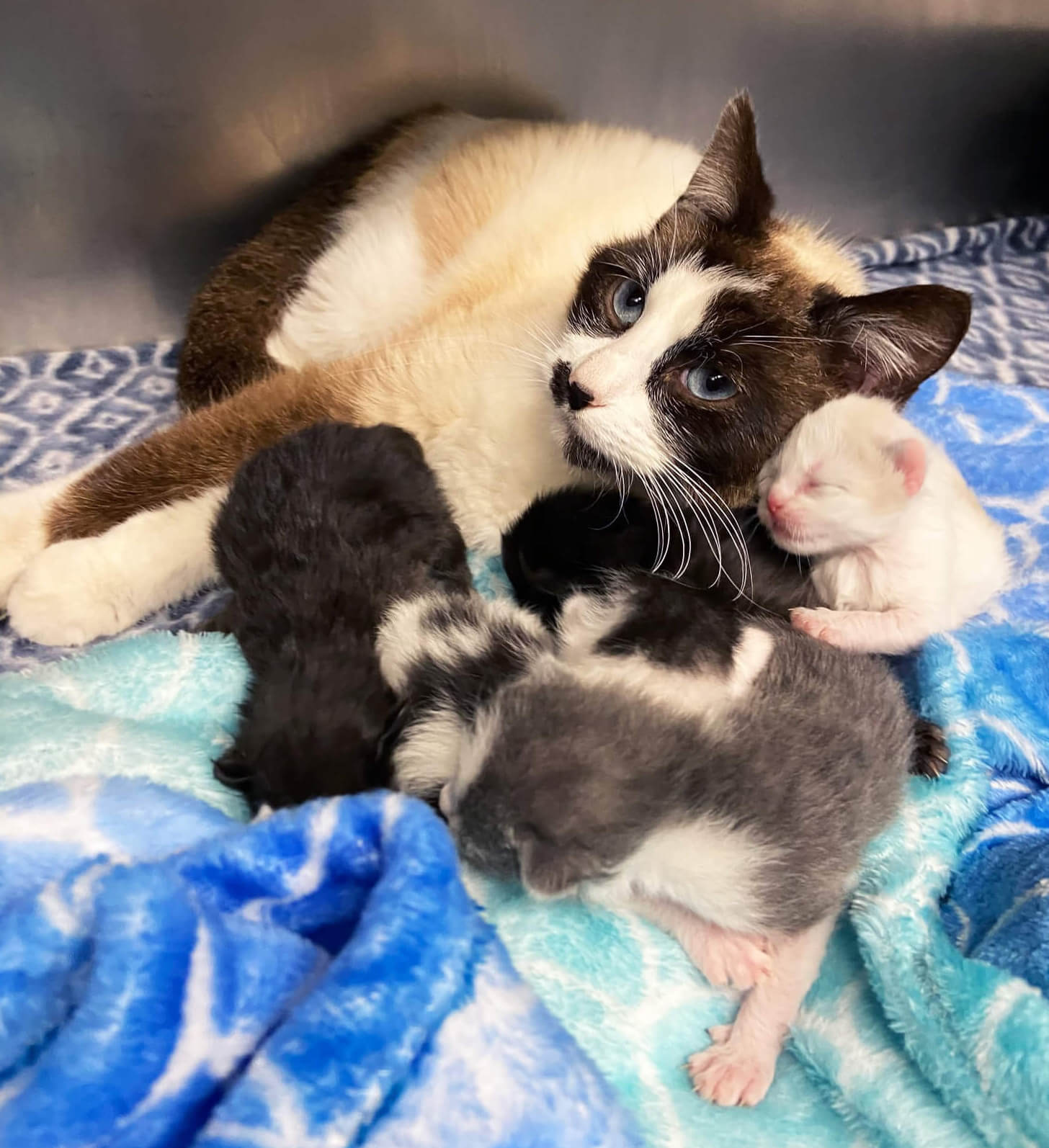 mother cat with her kittens