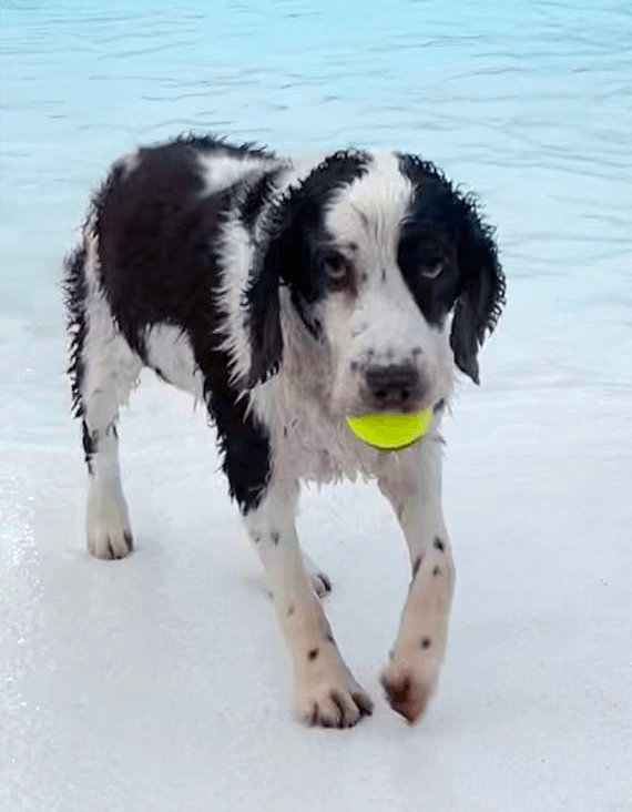 a black & white puppy getting out of a pool