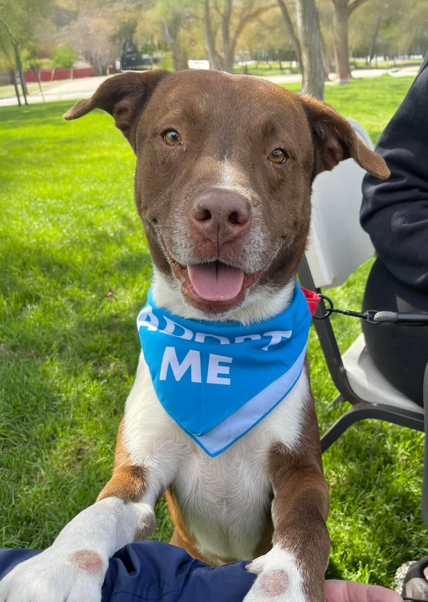 dog wearing a bandana that says "Adopt Me"