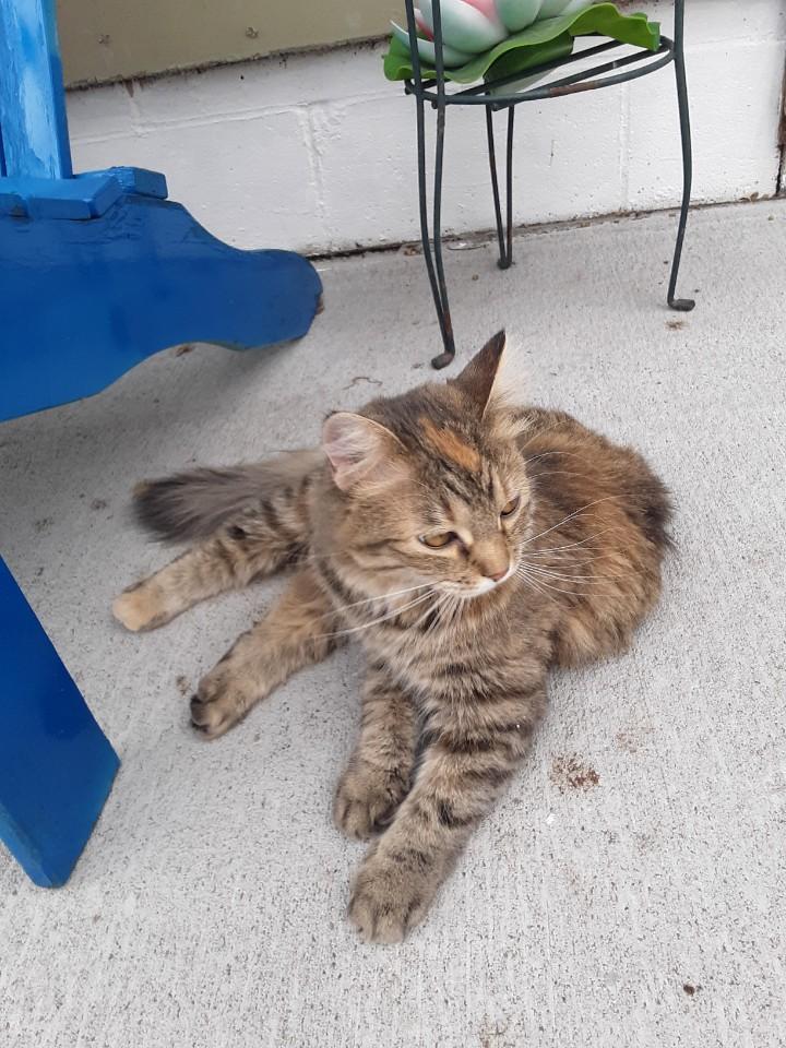 lost cat named Diamond