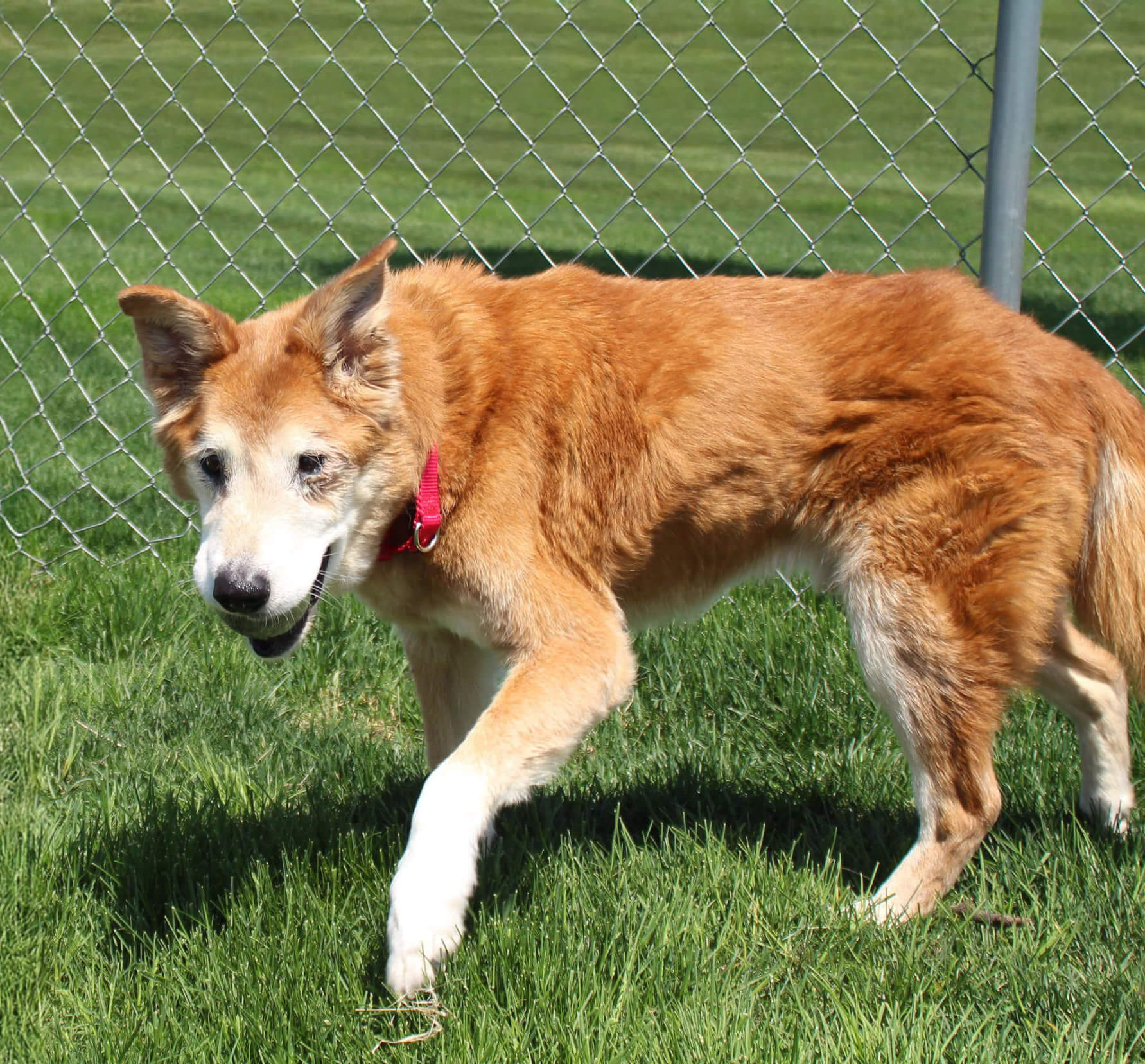senior dog playing outside