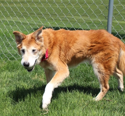 senior dog playing outside