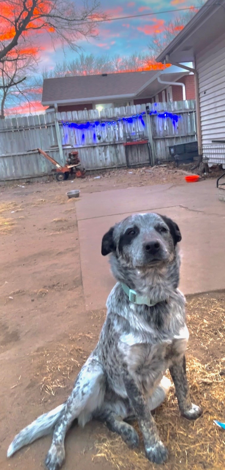 lost dog named Onyx