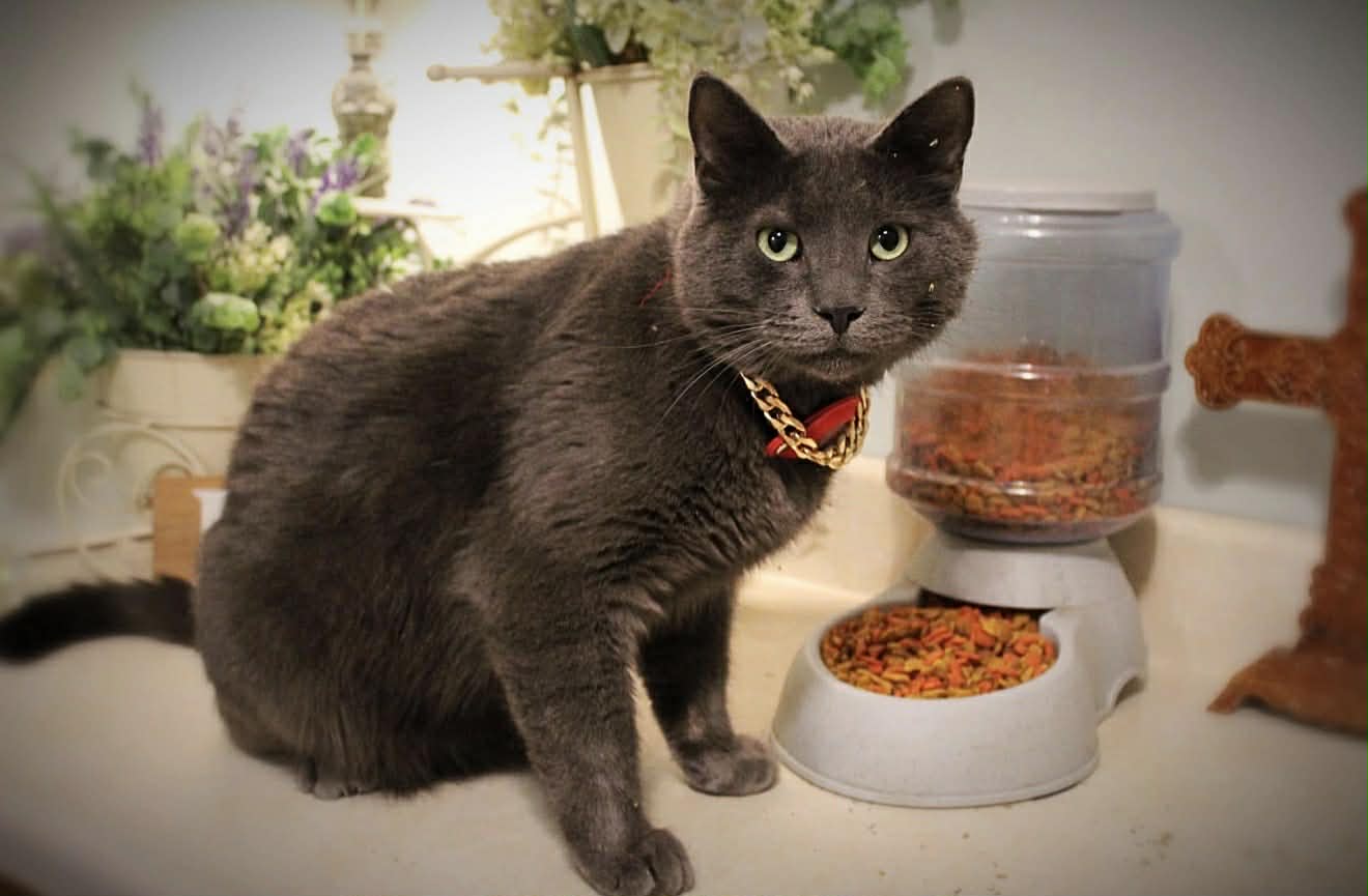 lost cat named Smokey