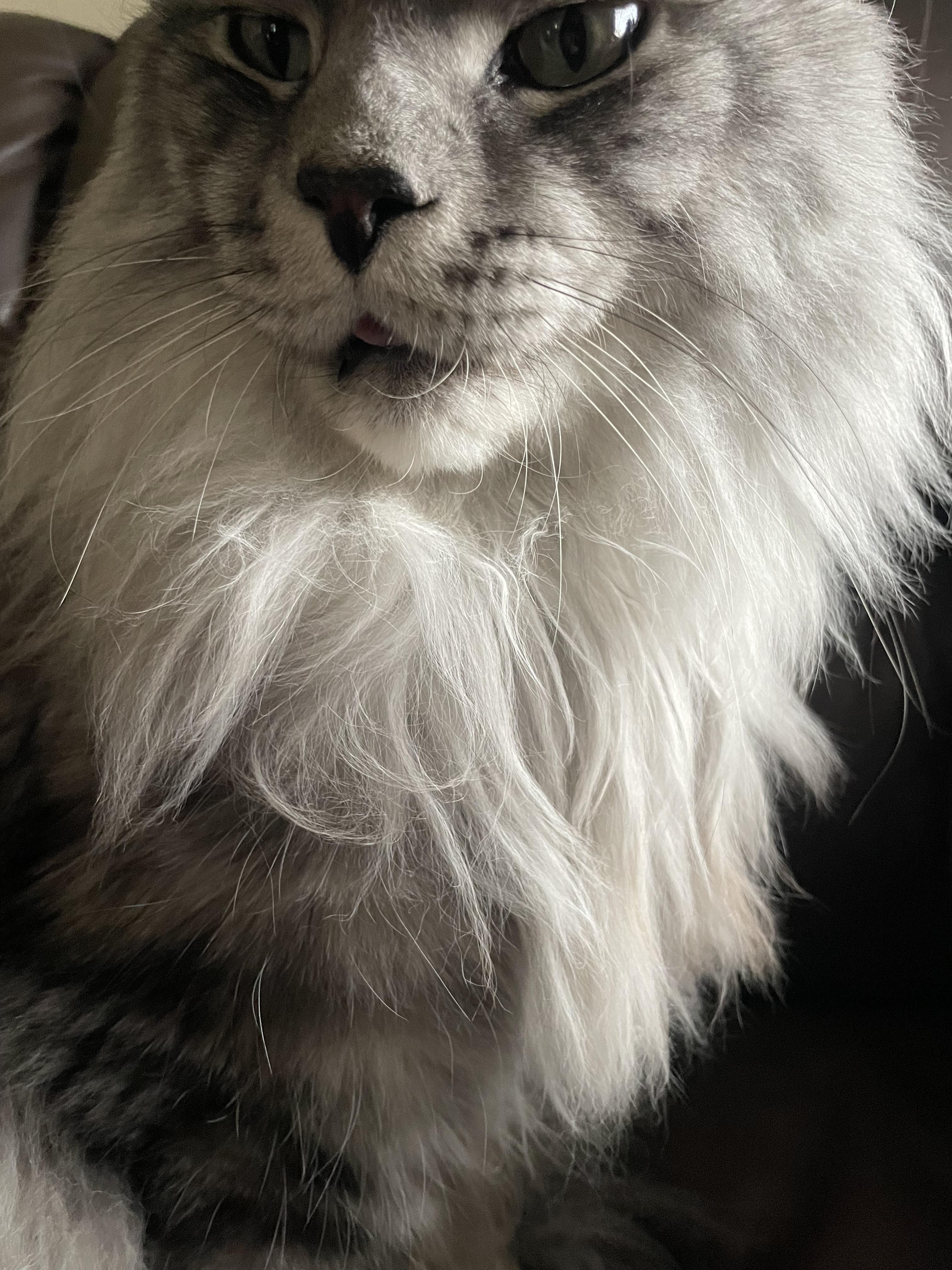 lost cat named Rex