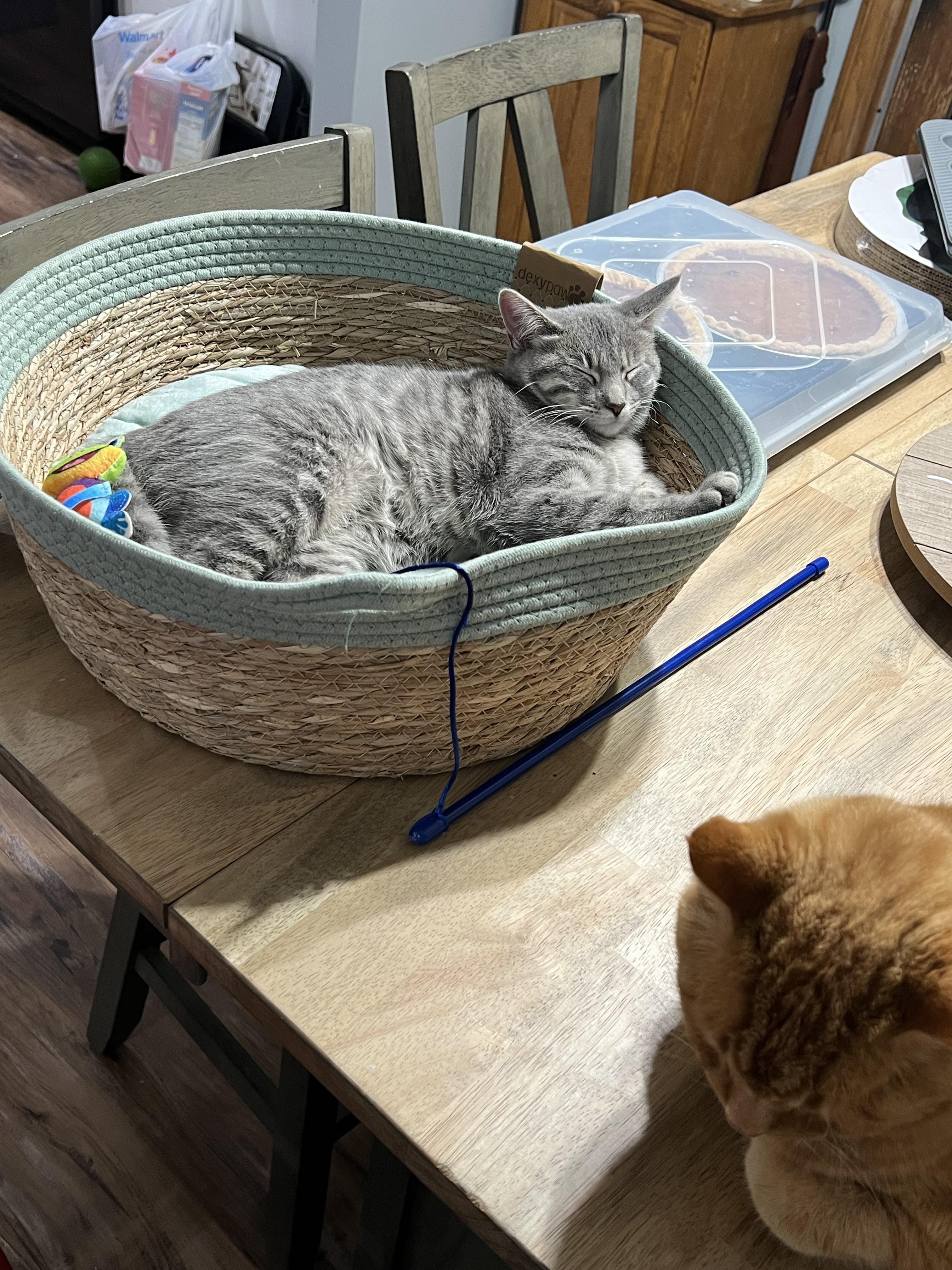 lost cat named Vivienne