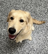 lost dog named Ottie