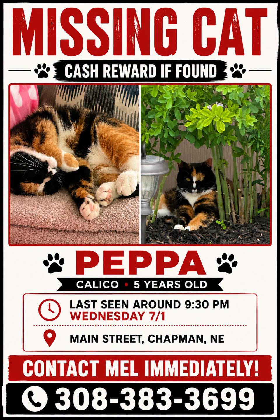 lost cat named Peppa