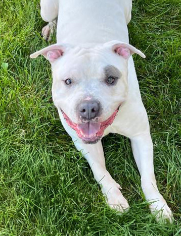 white dog laying in the grass