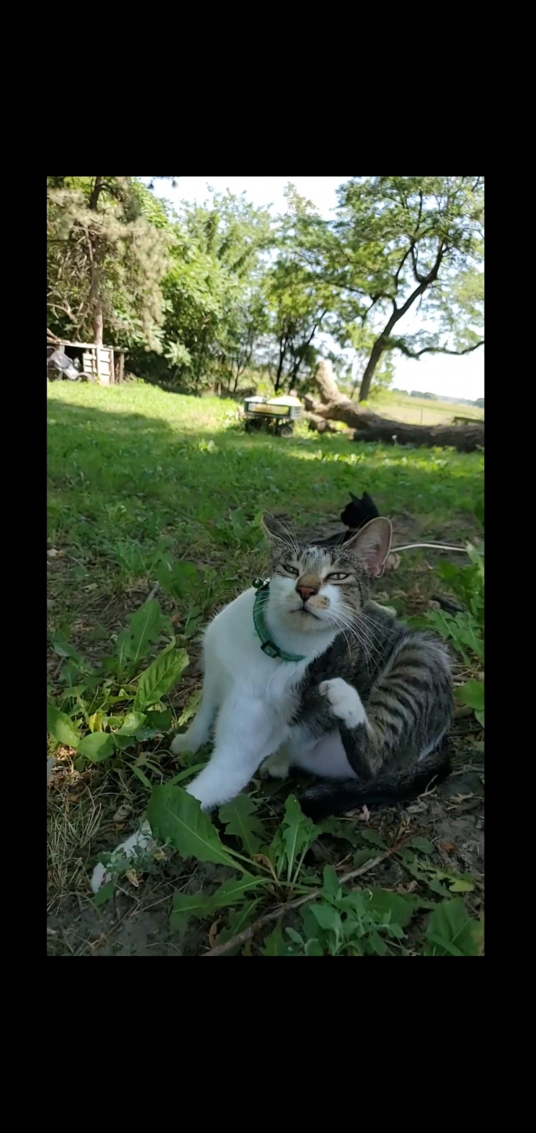 lost cat named Echo