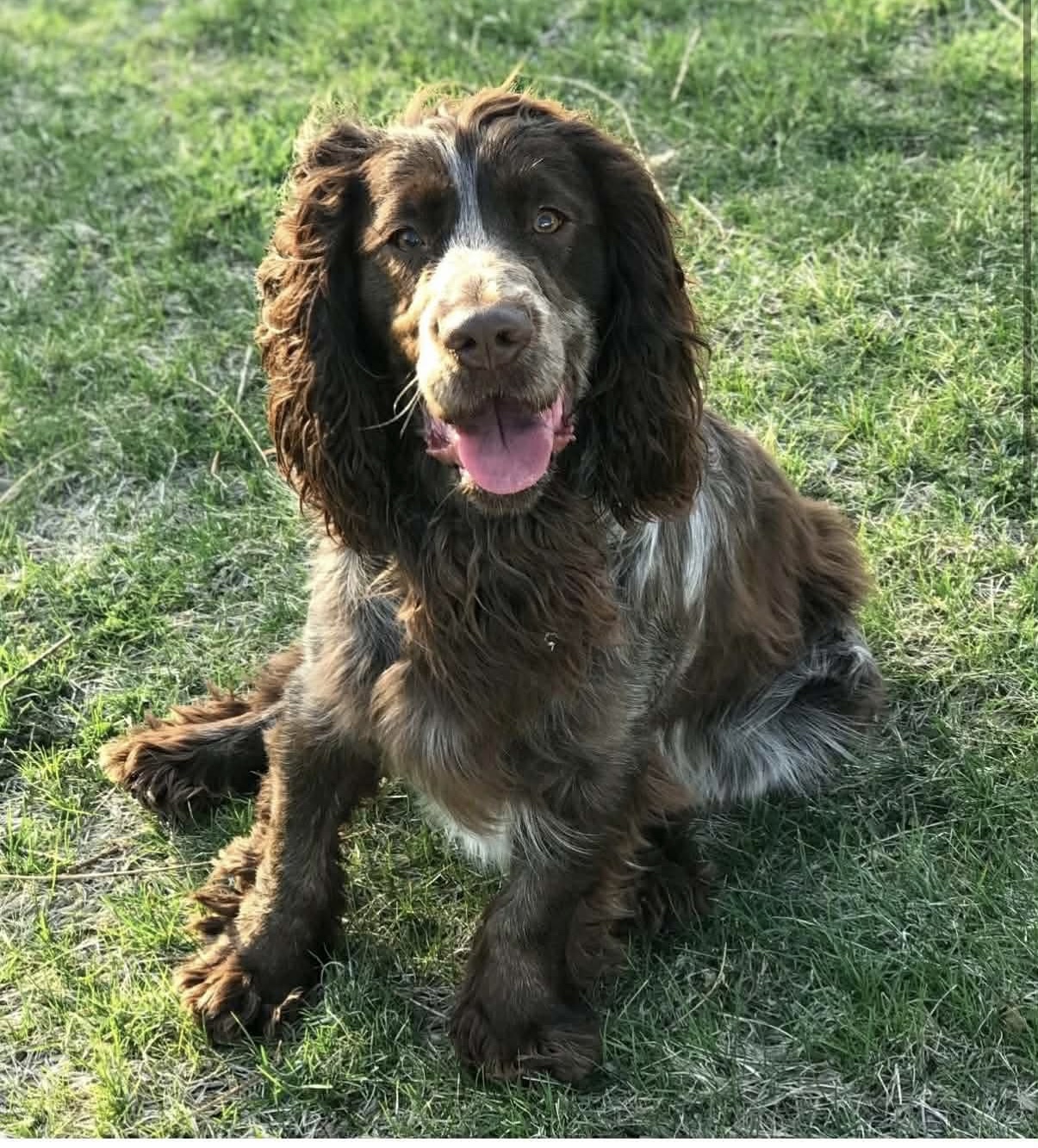 lost dog named Timber