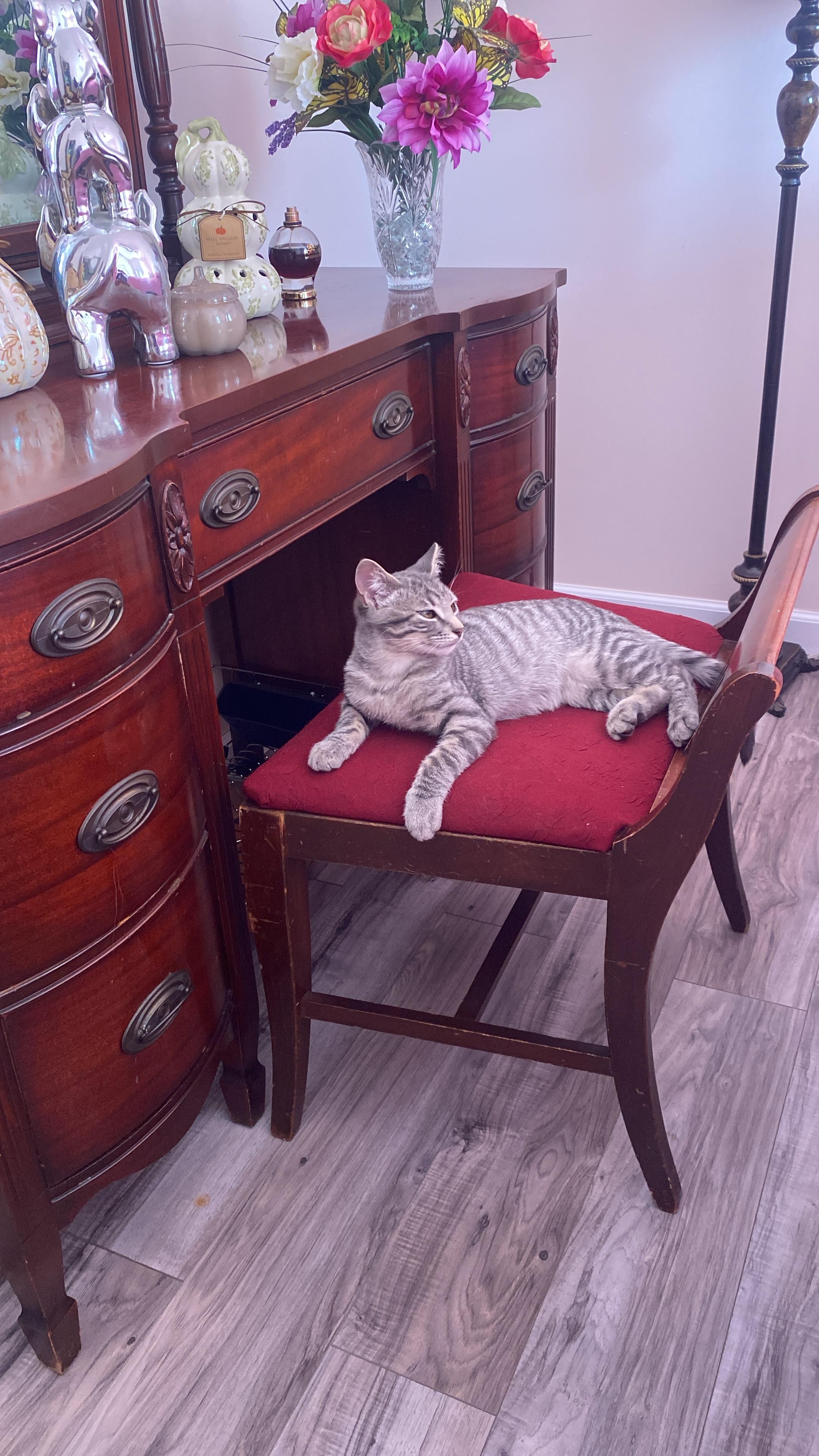 lost cat named Mooshi