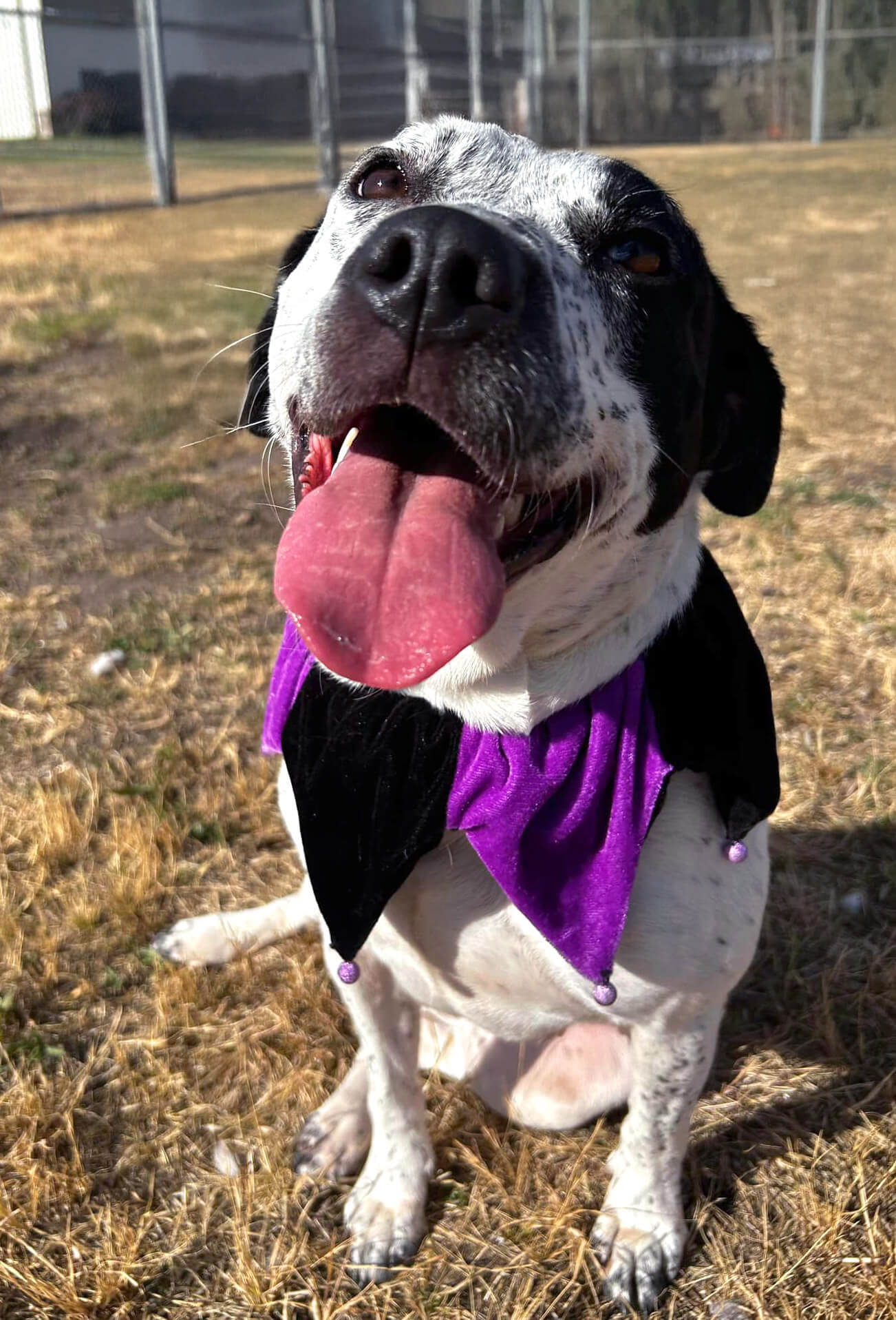 a dog wearing a jester costume