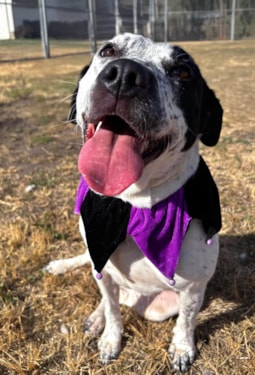 a dog wearing a jester costume