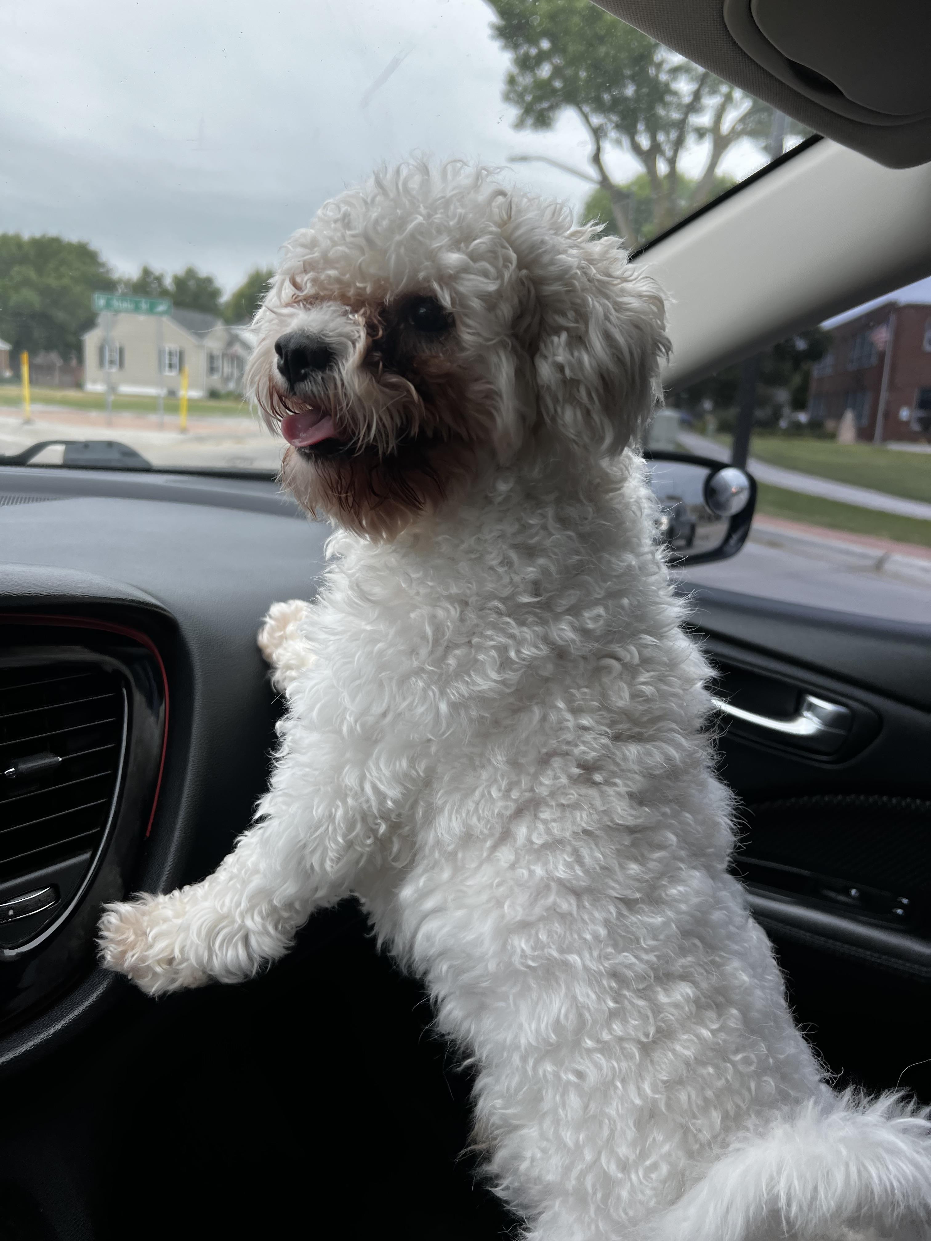 lost dog named Coco