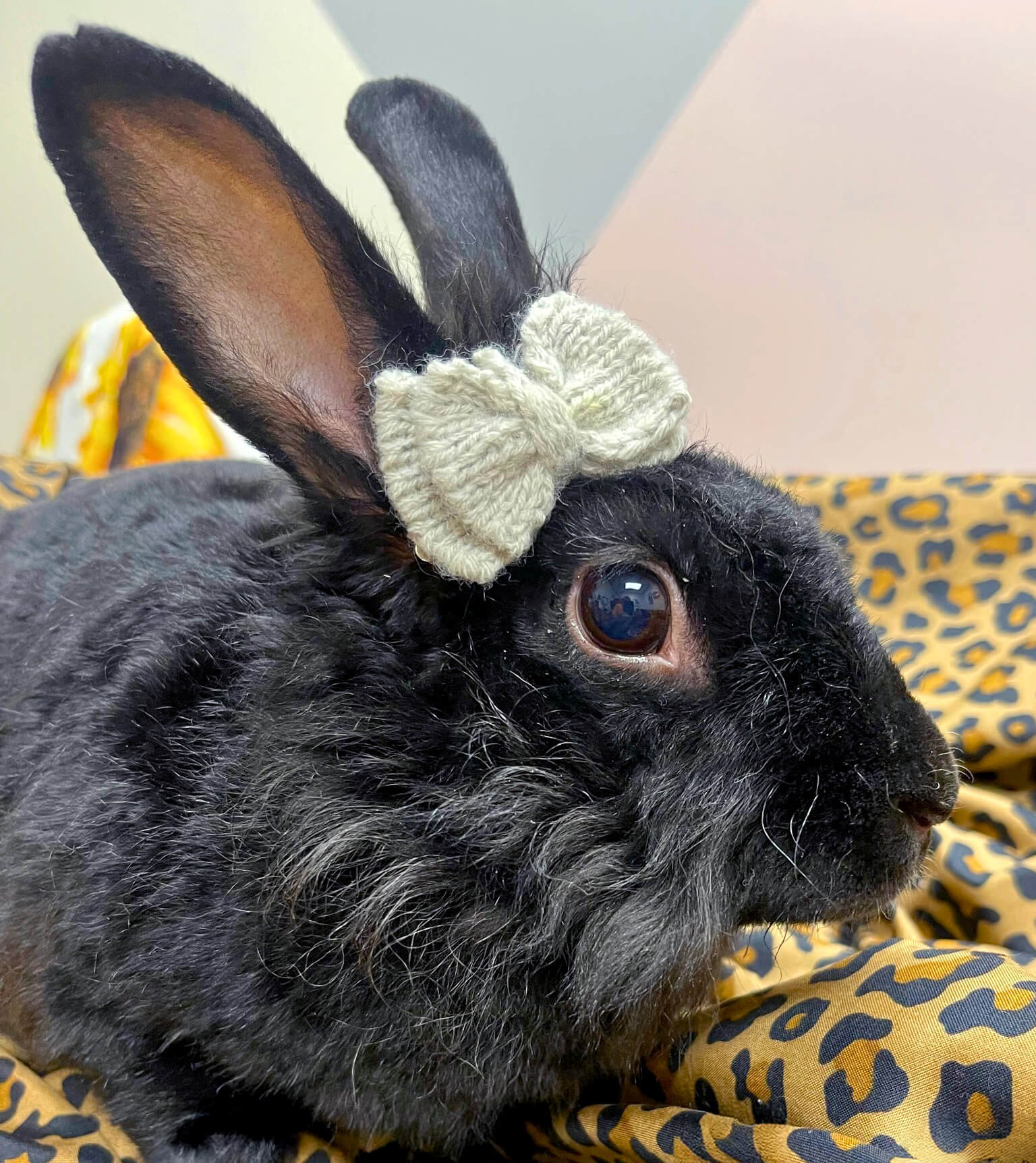 a black rabbit with a bow on its ear