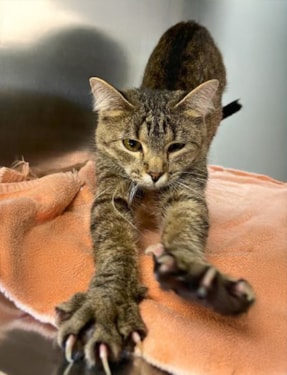 cat stretching