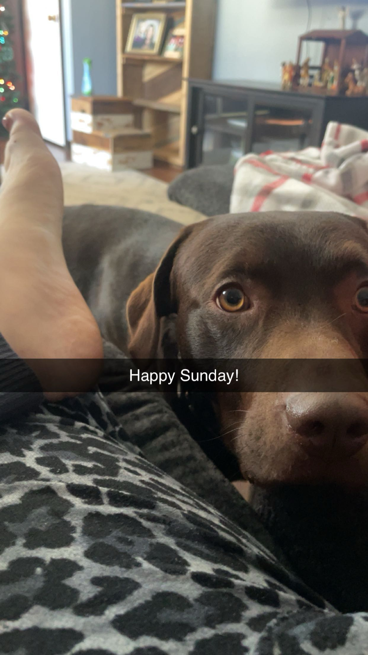 lost dog named Max