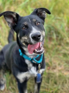 an adoptable dog