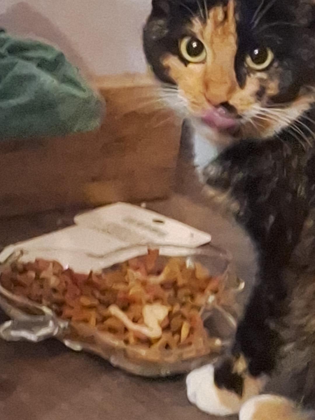 lost cat named Circe