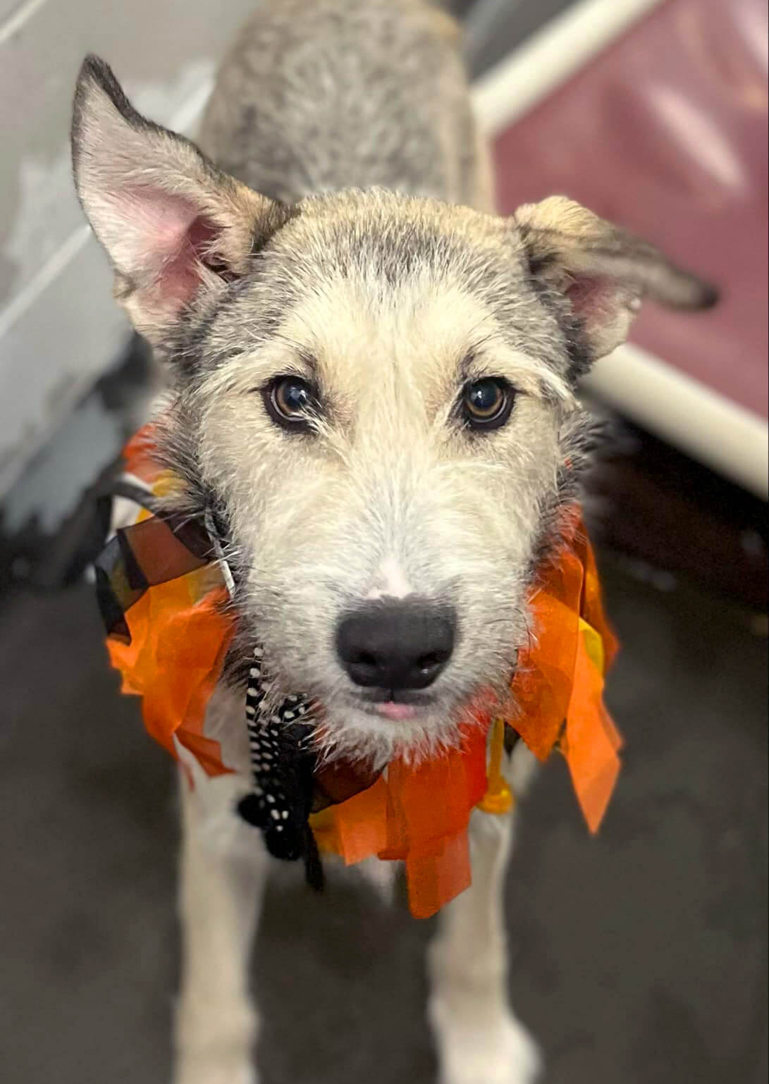 a dog wearing a Halloween costume