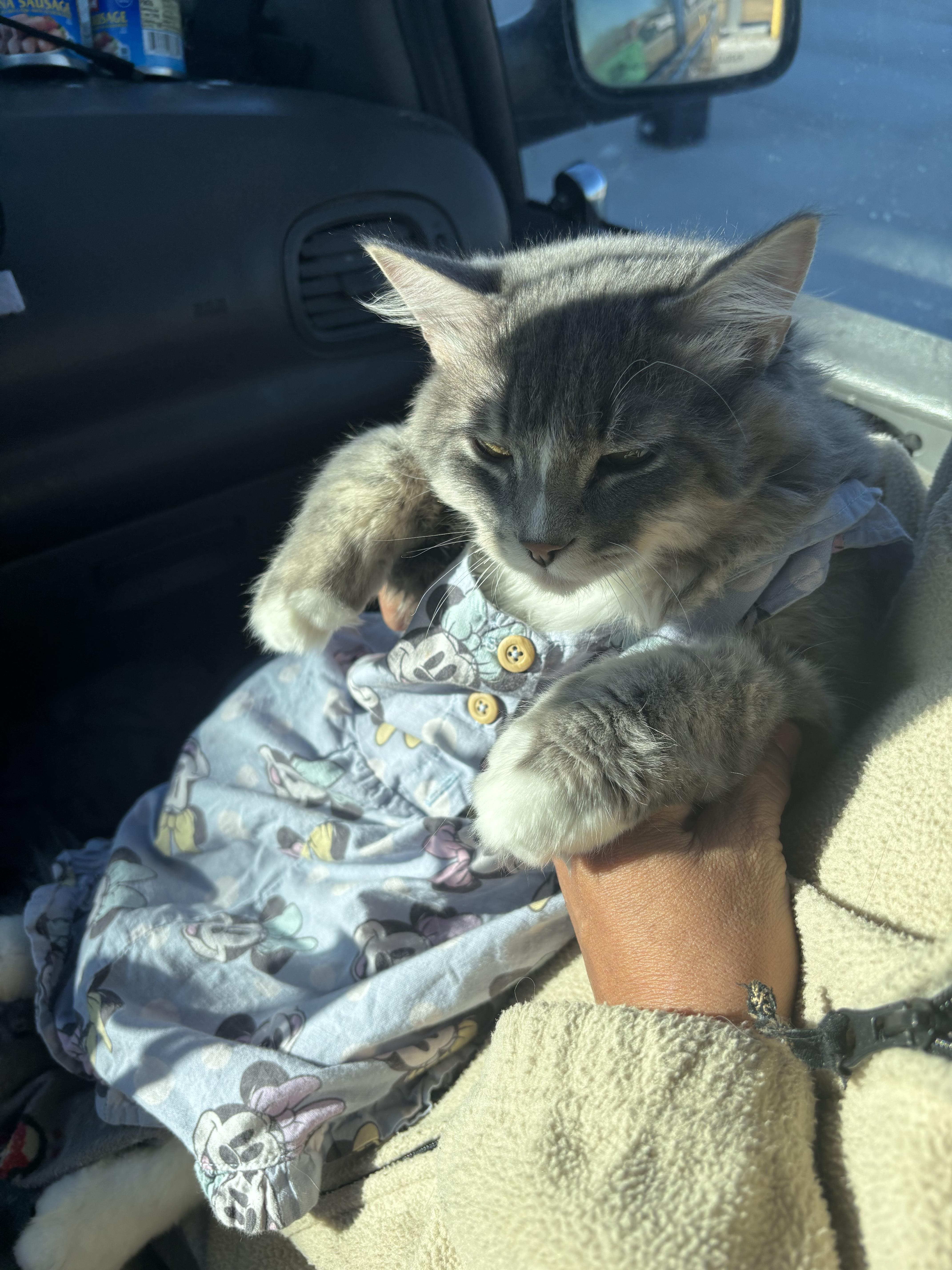 lost cat named Kicky