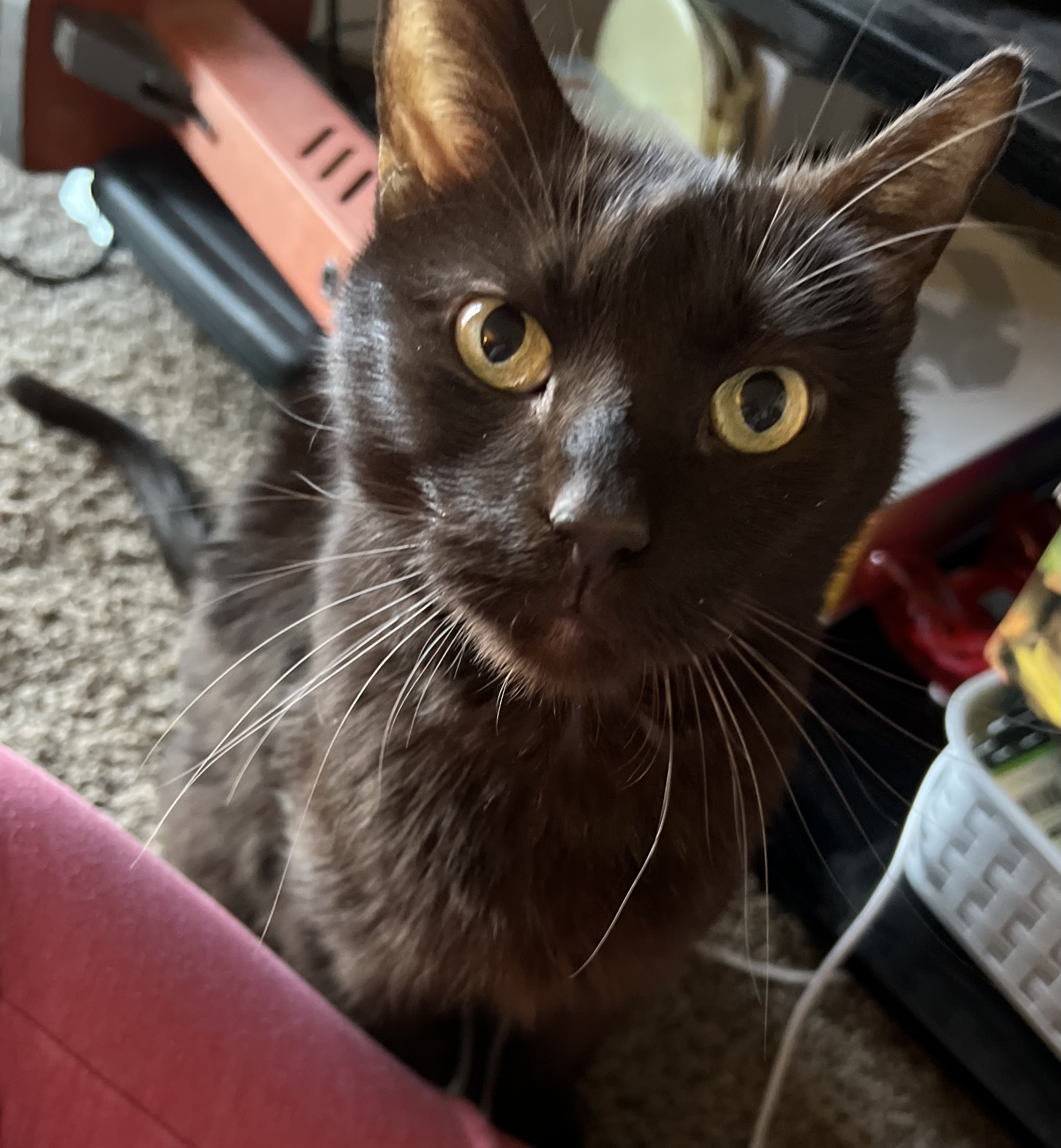 lost cat named Ozzie