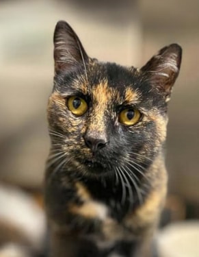 calico cat