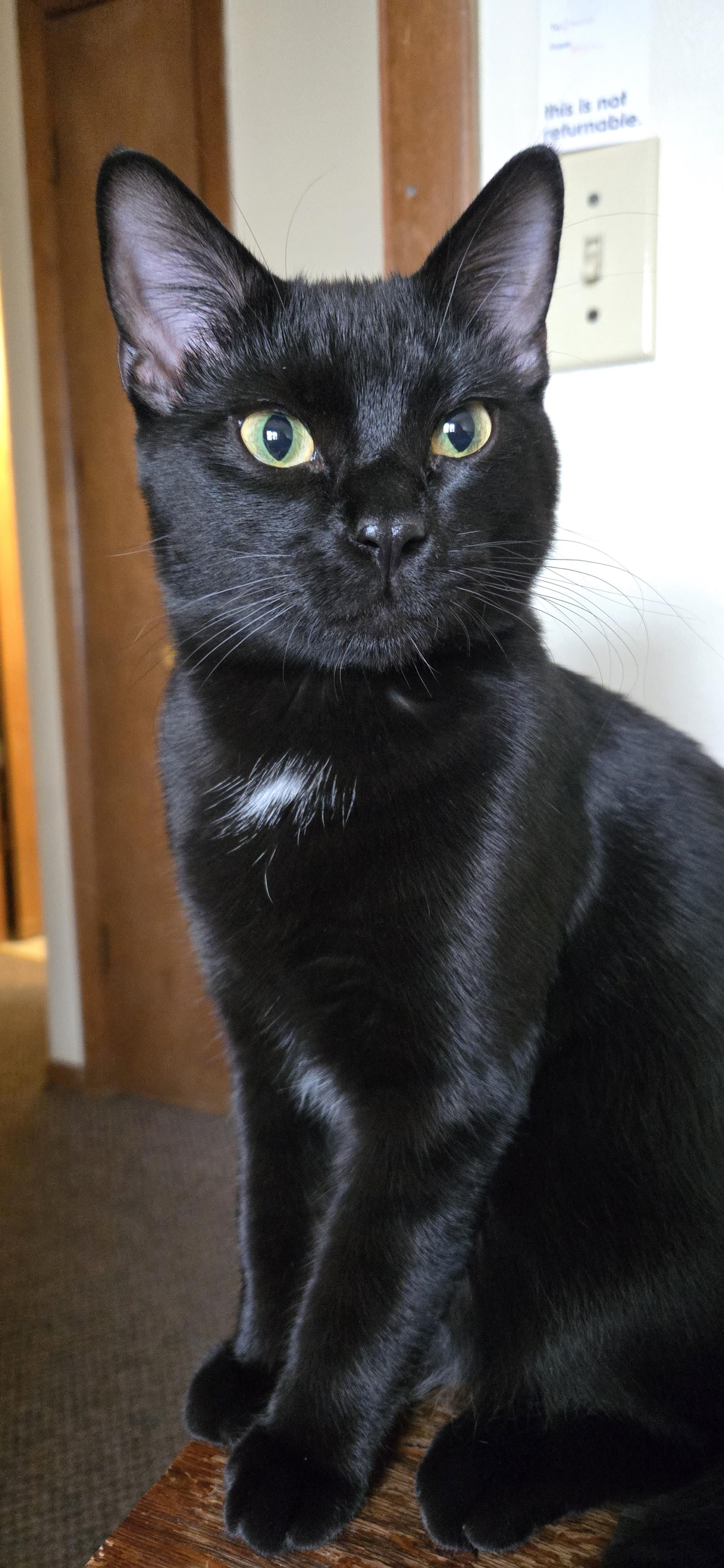 lost cat named Tennebis
