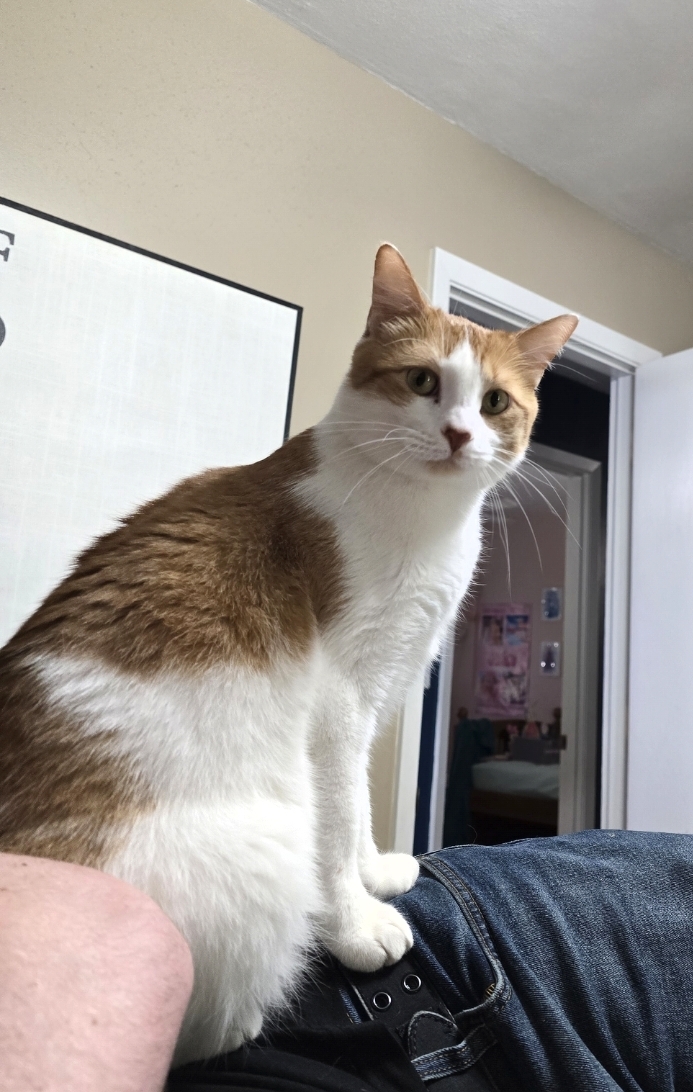lost cat named Tony