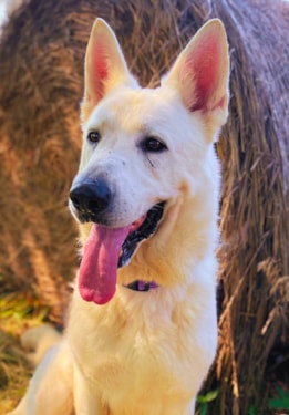 a white husky