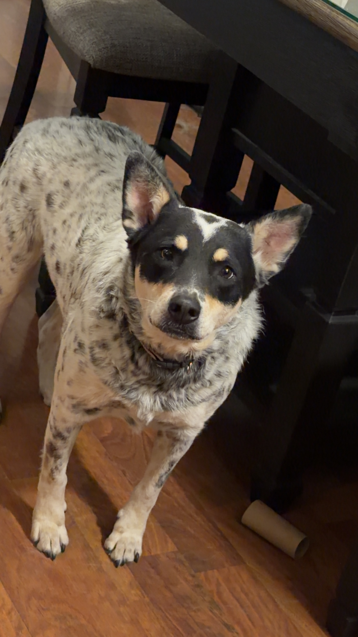 lost dog named Loki