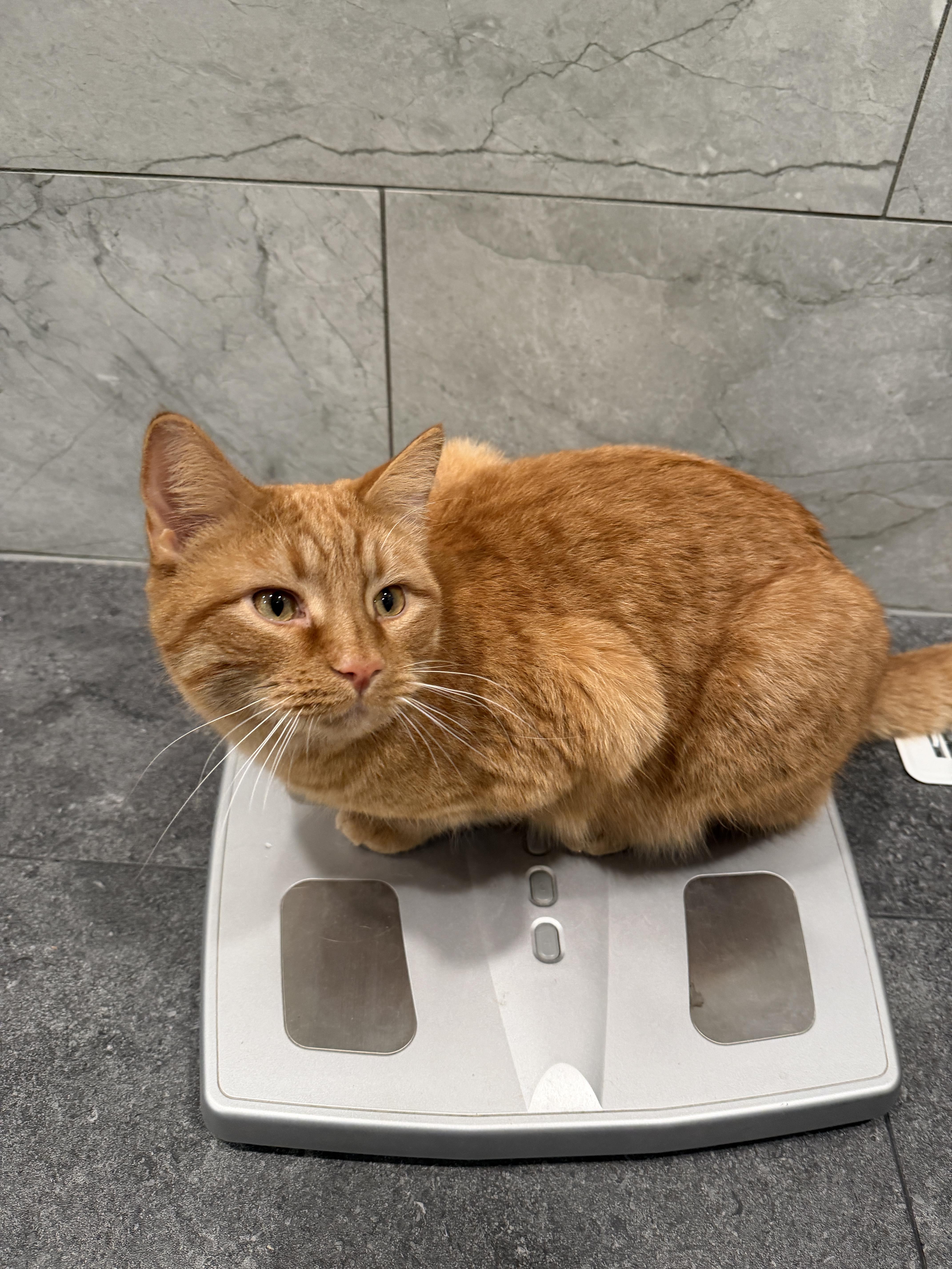 lost cat named Felix