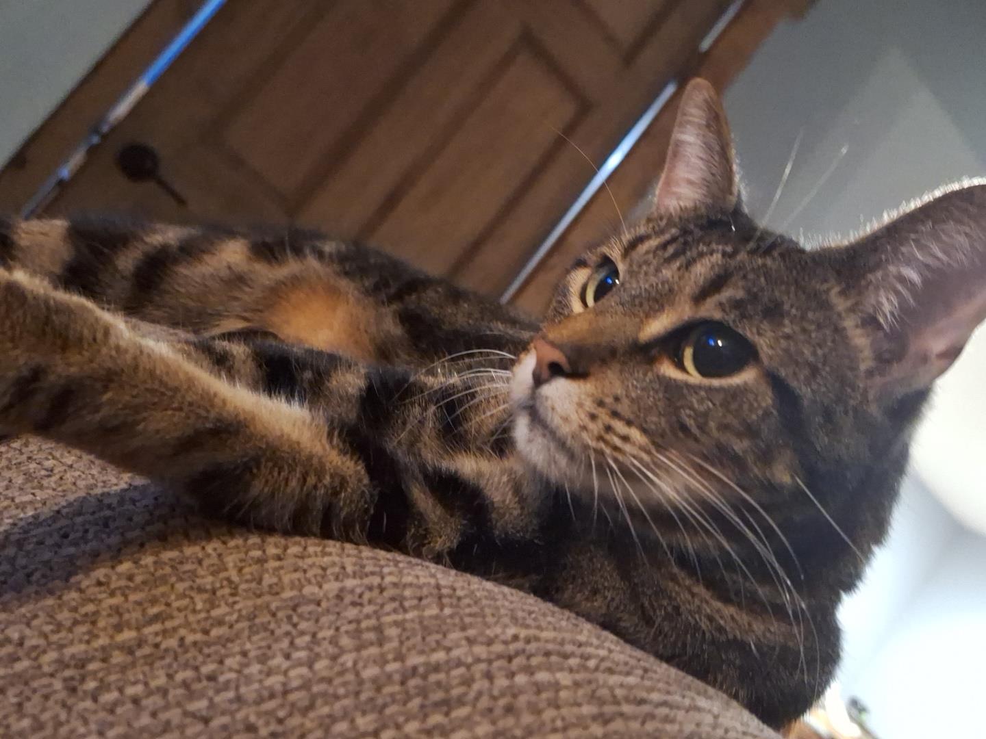 lost cat named HaiHai