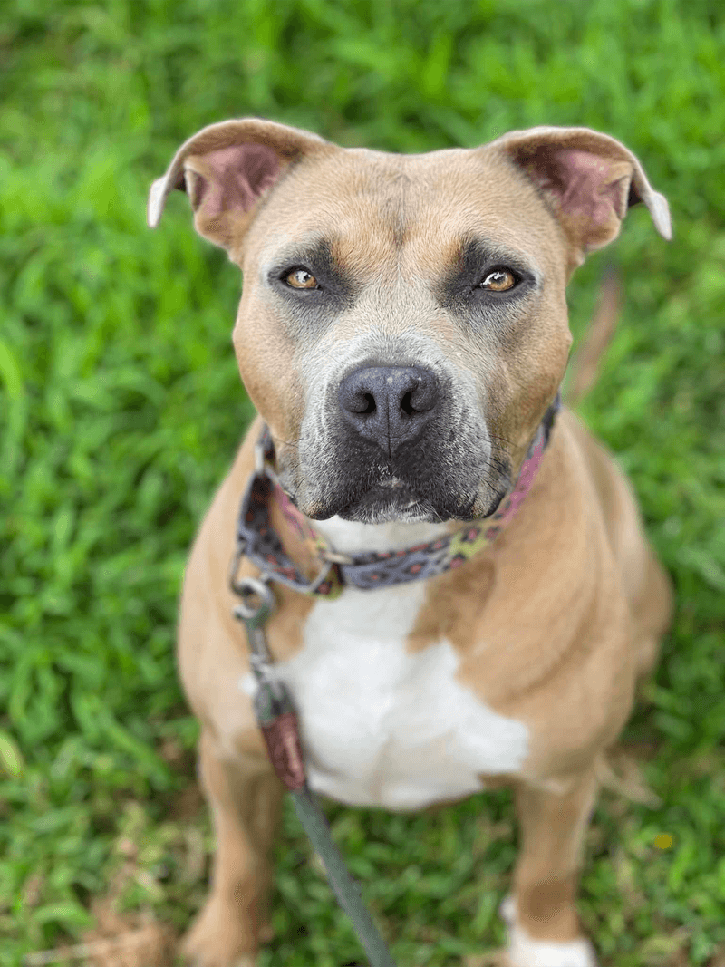 a brown dog sitting in the grass