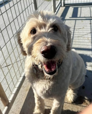 dog with curly fur waiting to get adopted