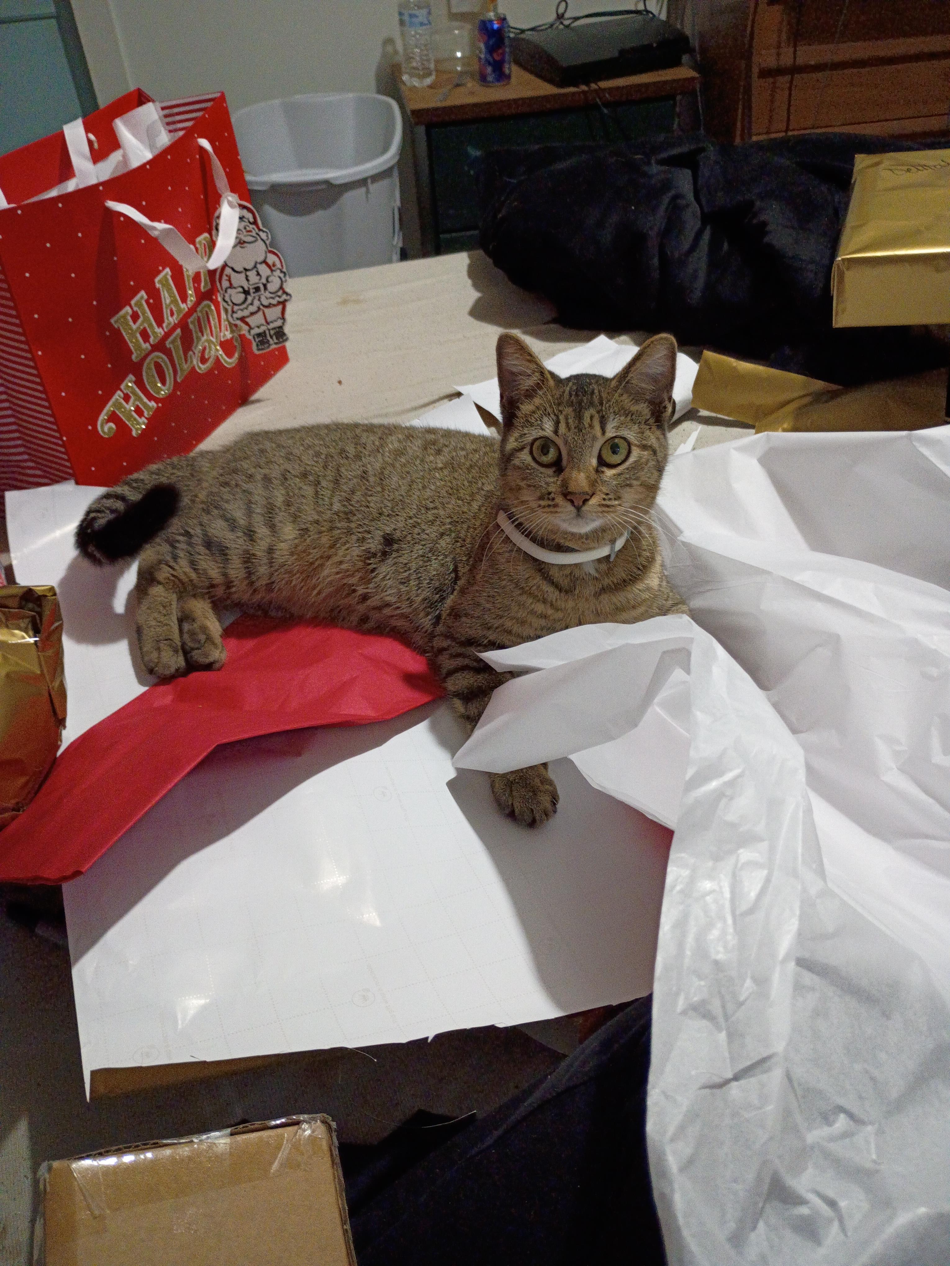 lost cat named Bitty