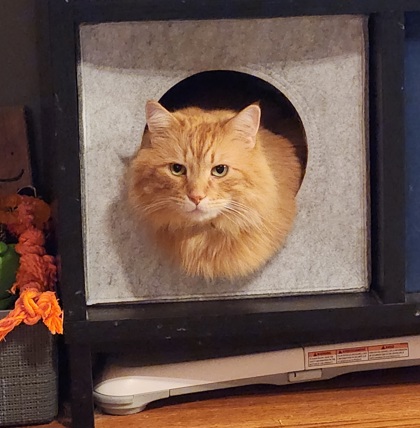 lost cat named Chester