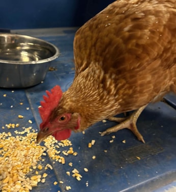 chicken eating