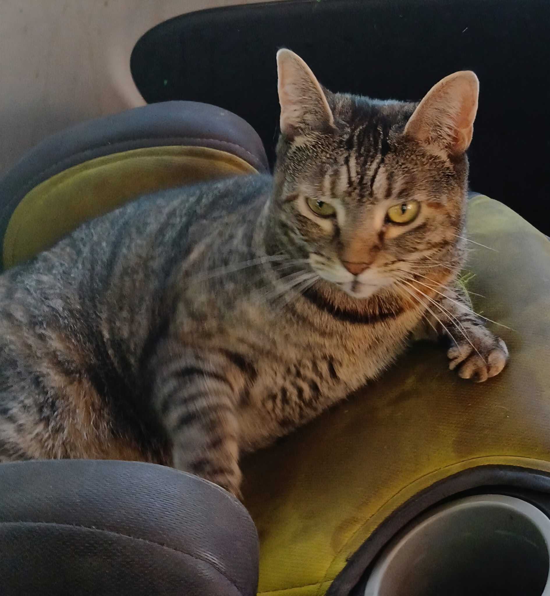 lost cat named Milo