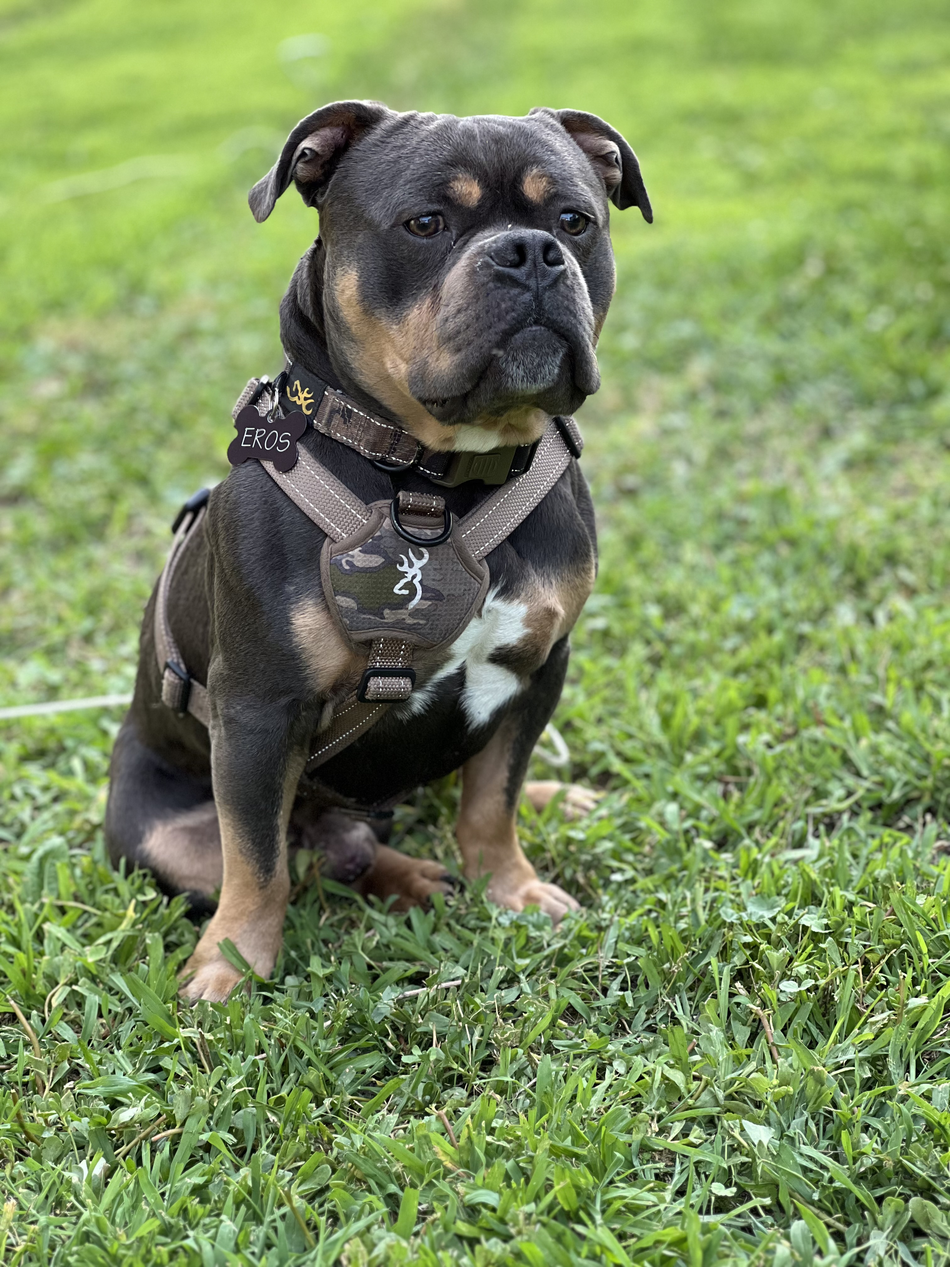 lost dog named Eros
