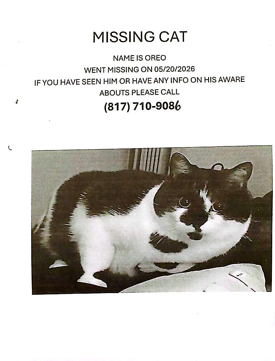 lost cat named Oreo