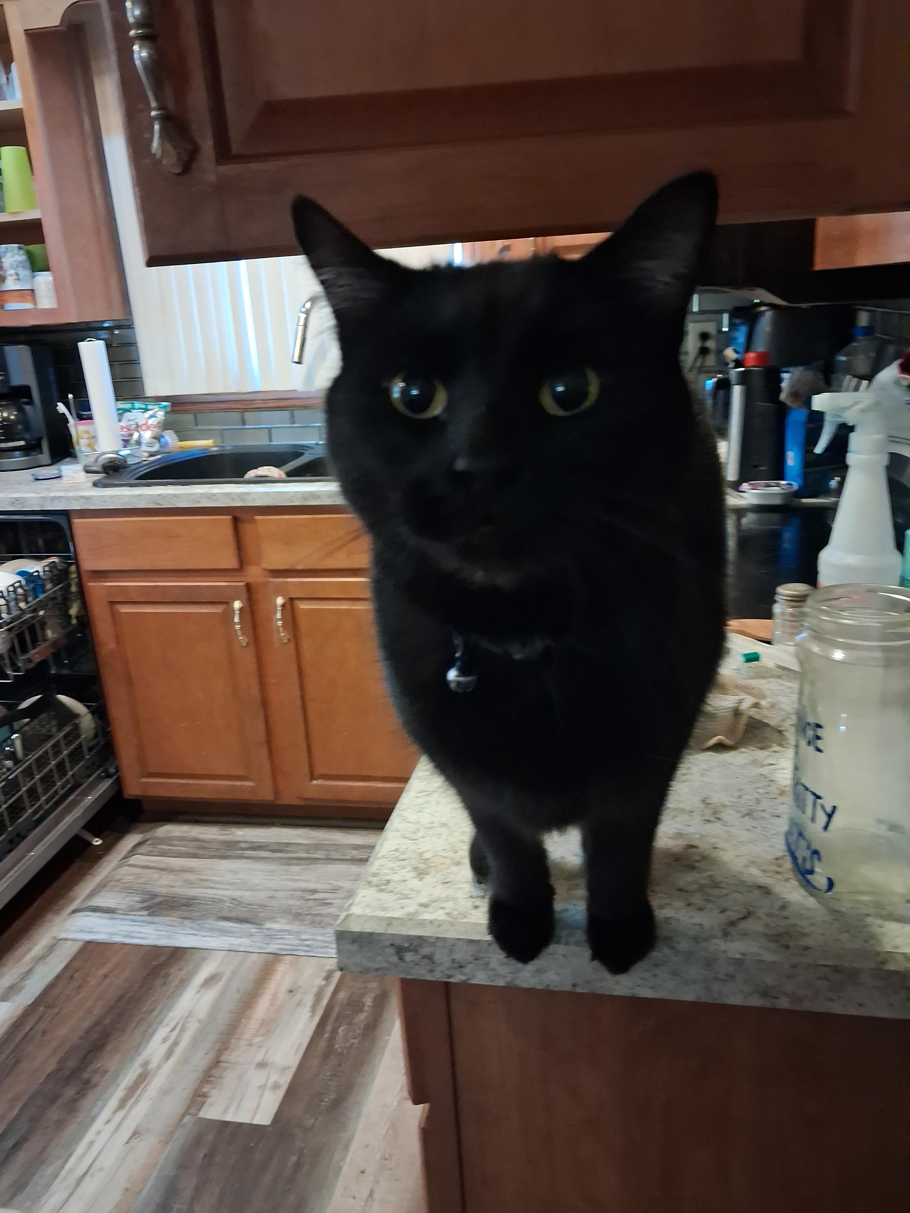 lost cat named Prince