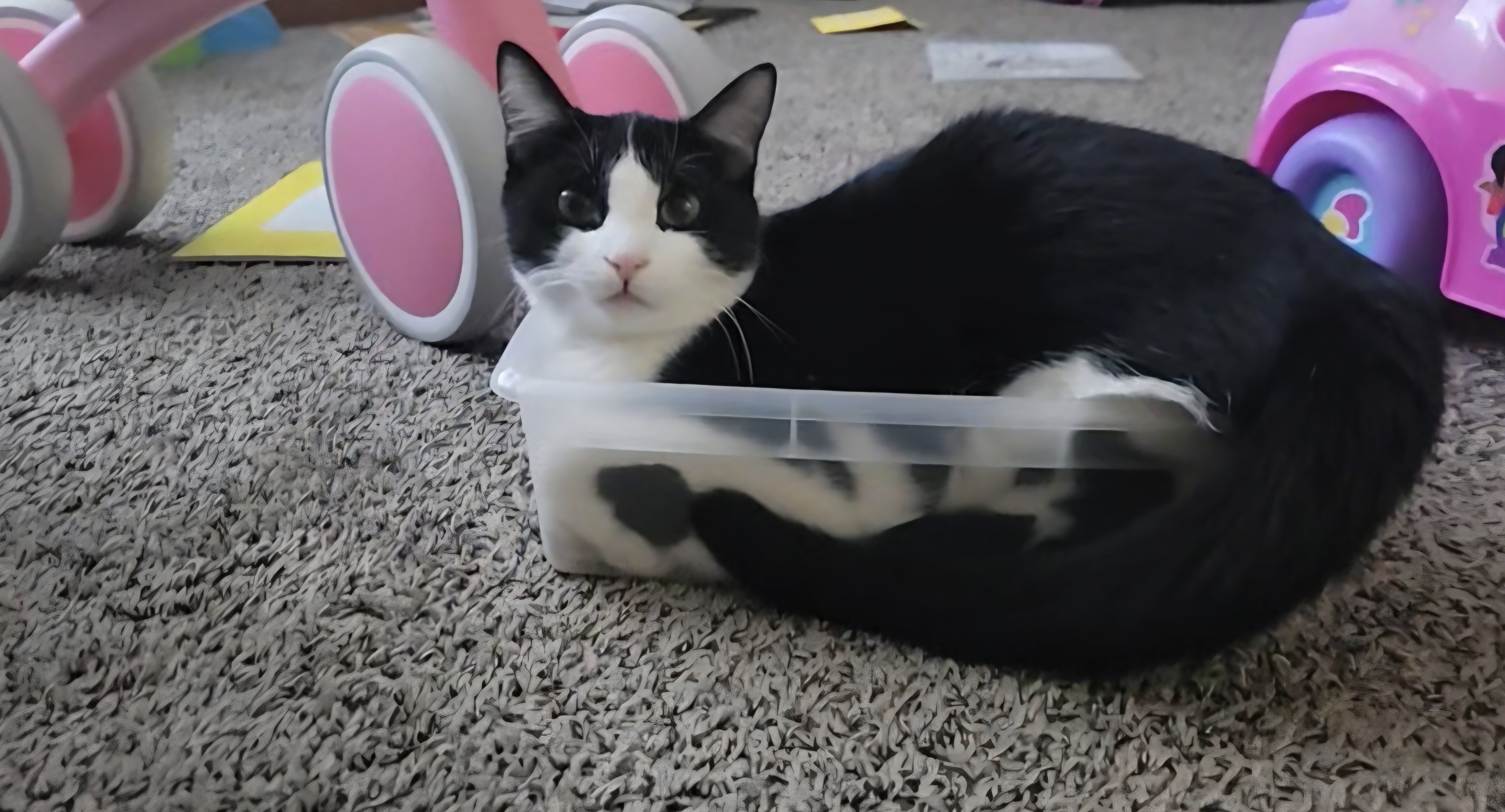 lost cat named Ed