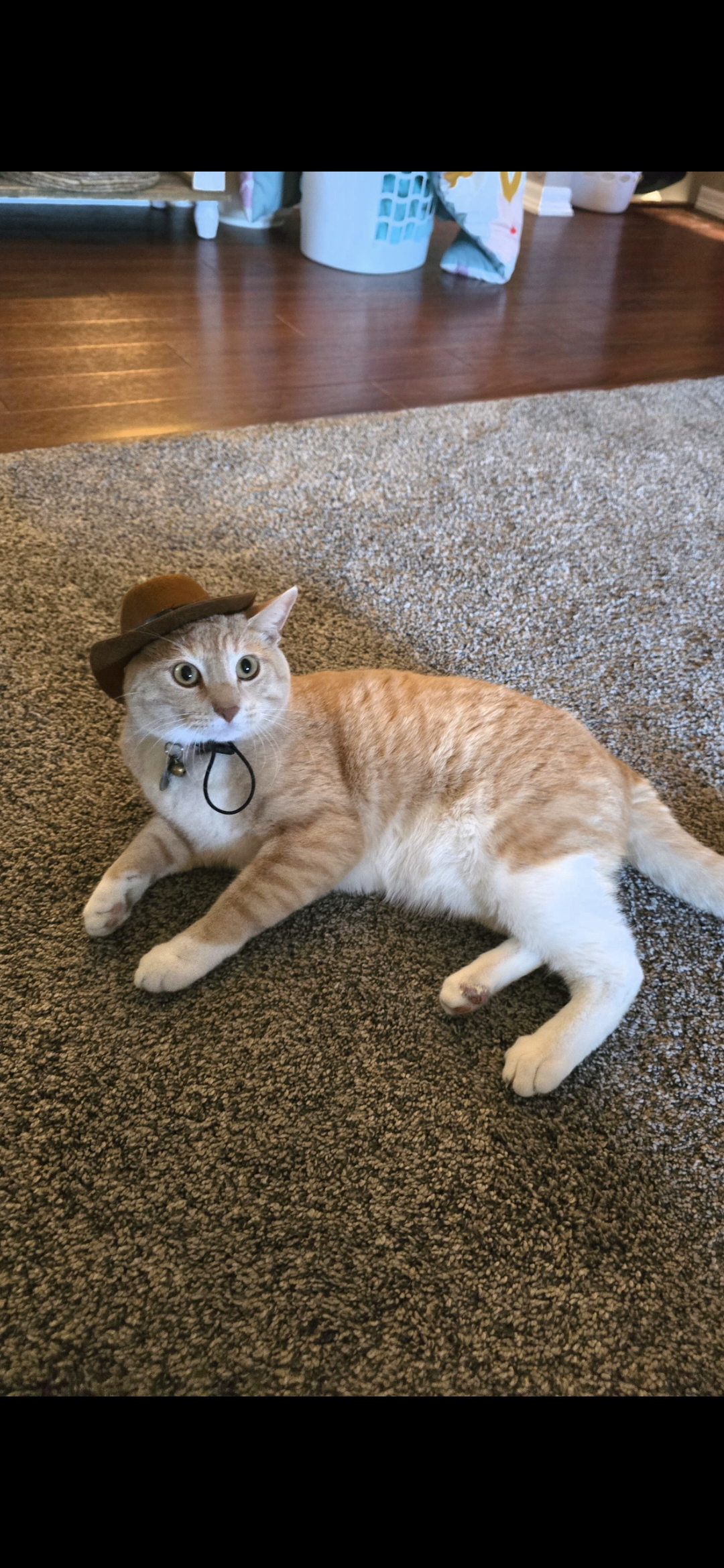 lost cat named Ollie