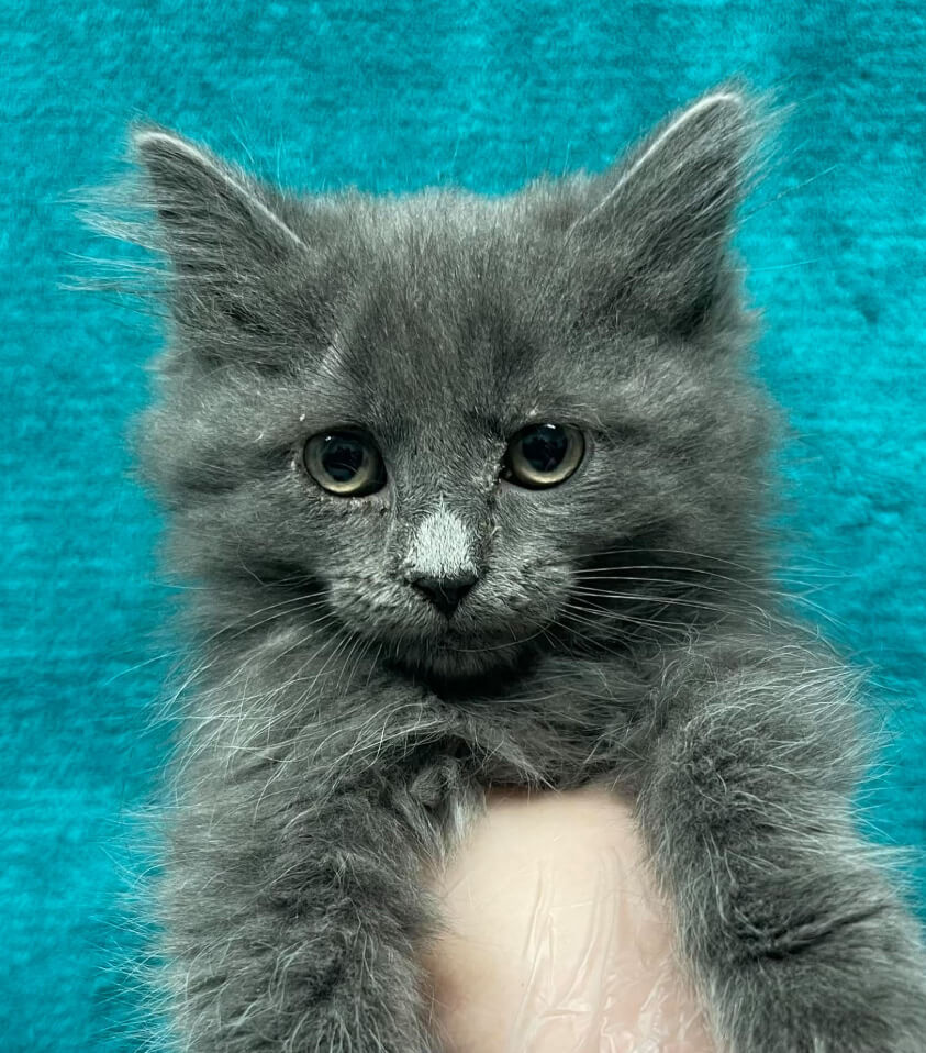 gray long-haired kitten