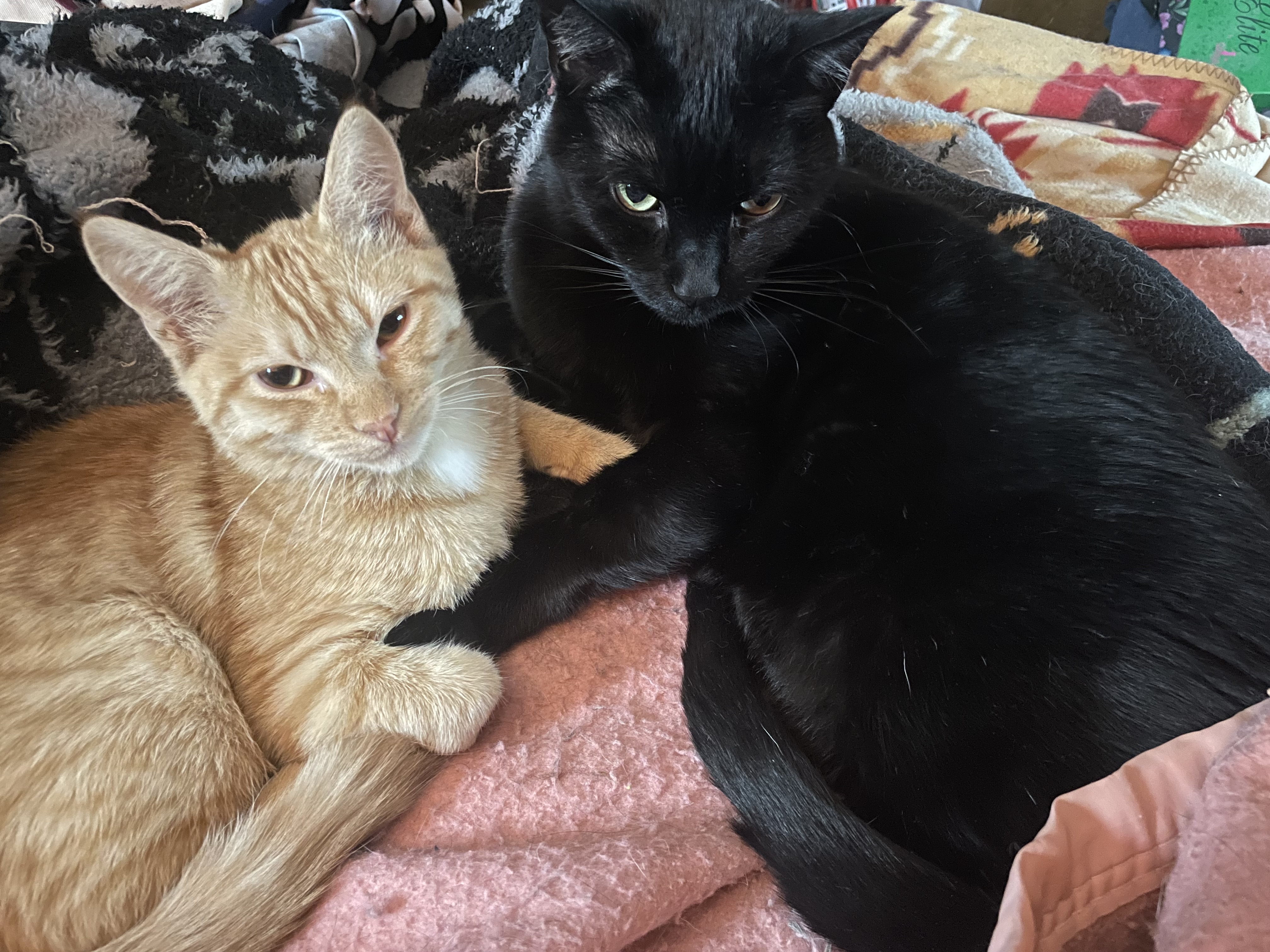 lost cat named Maverick