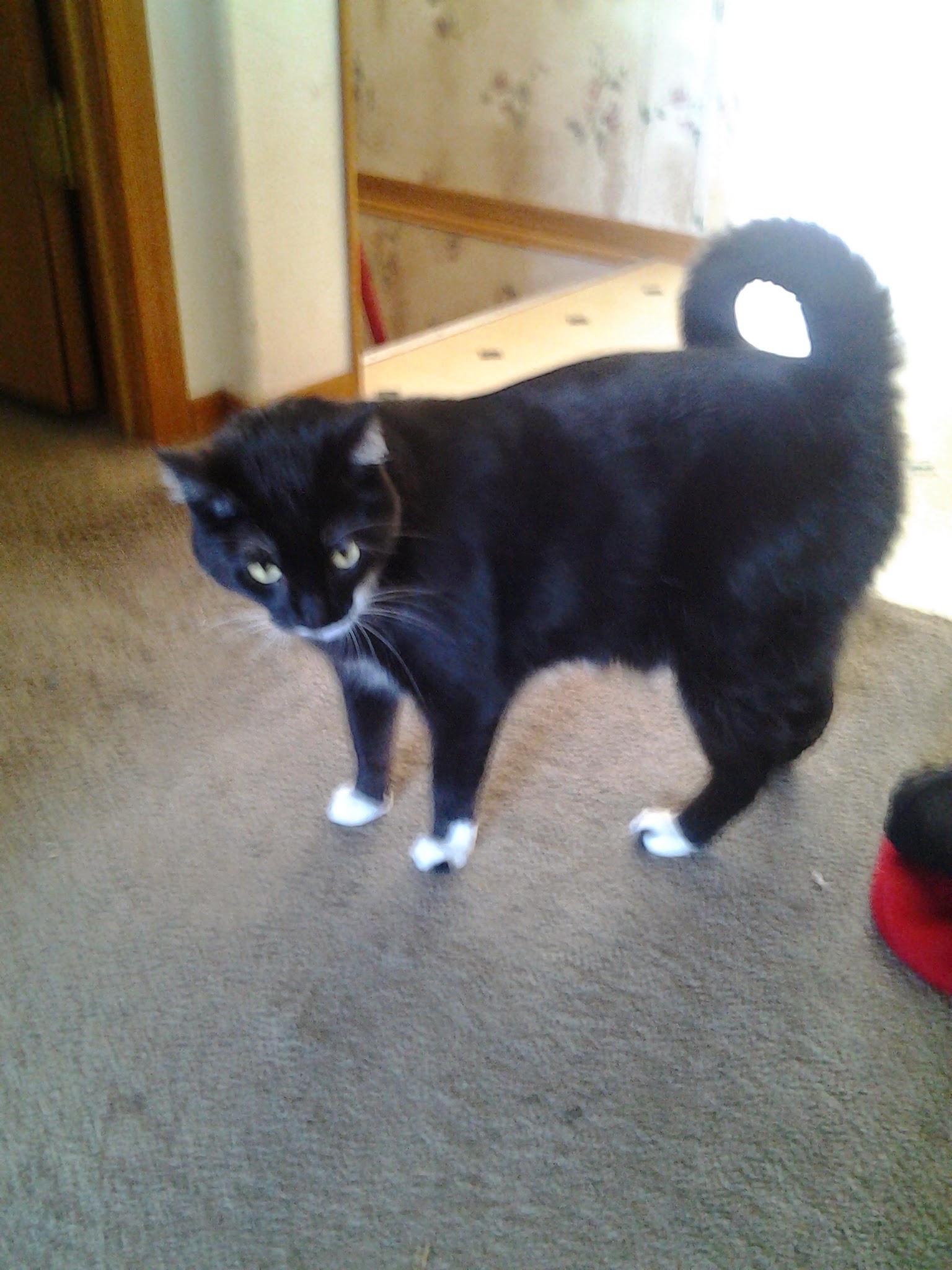 lost cat named Piggy