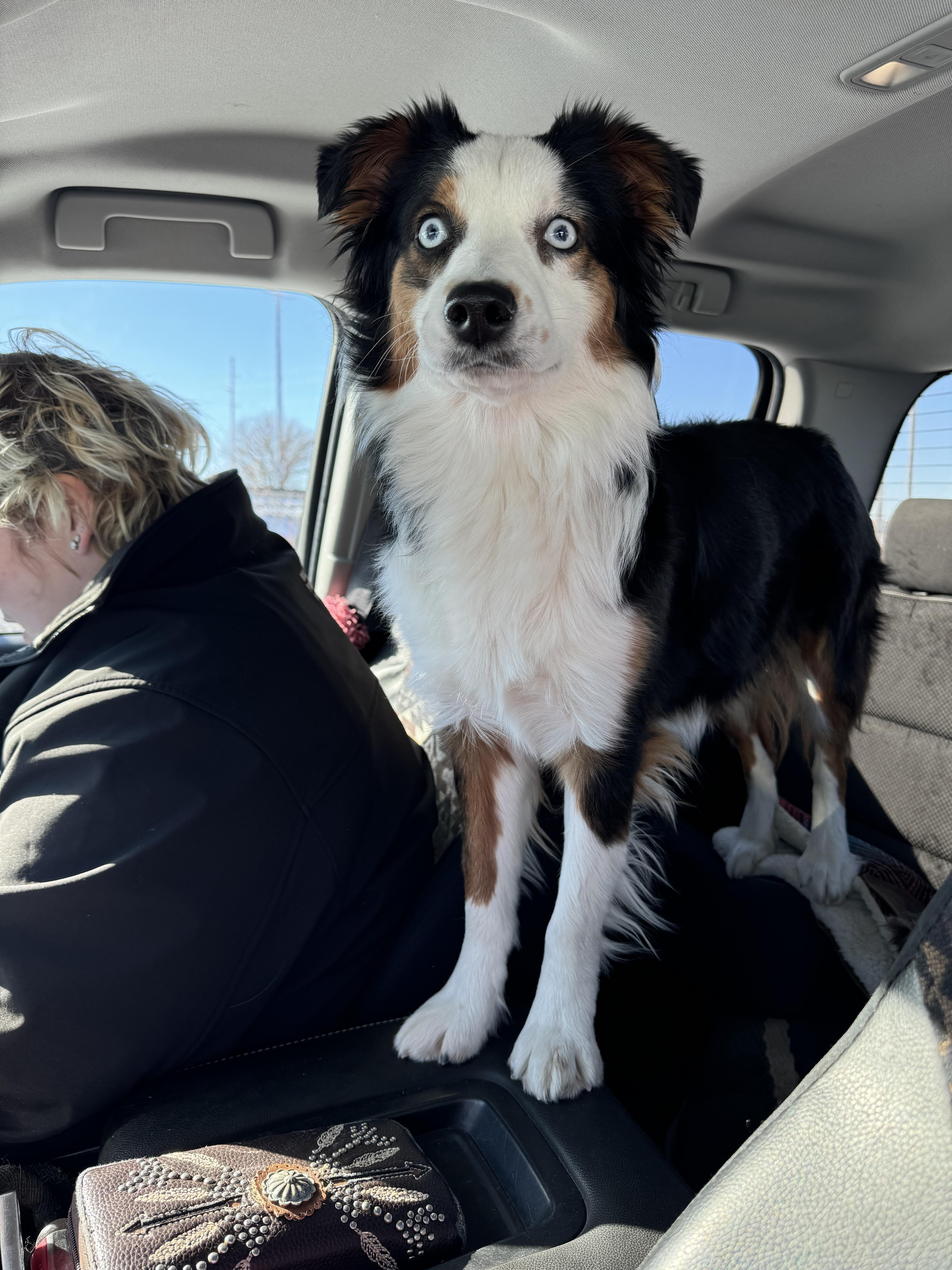 lost dog named River